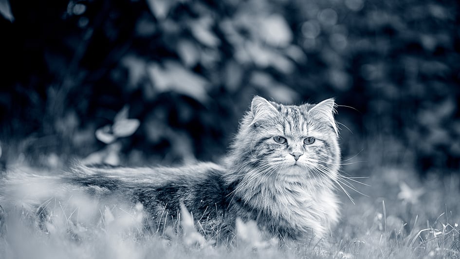 Eine Katze, die im Gras liegt.