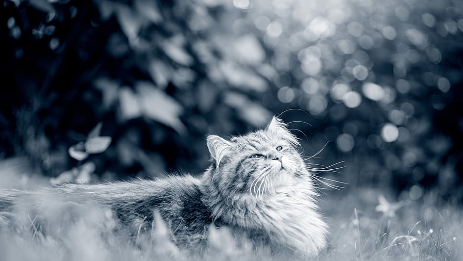 Eine Katze, die im Gras liegt.