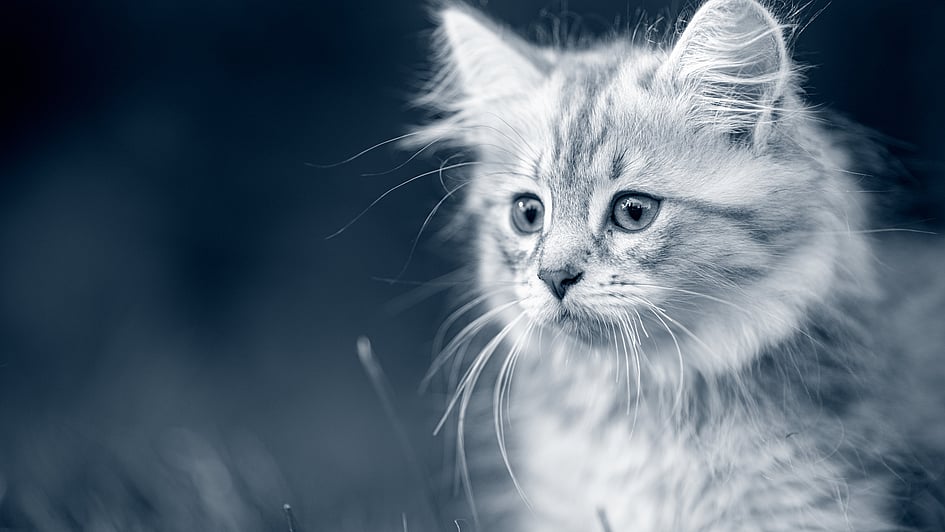 Eine Katze, die in die Kamera schaut.