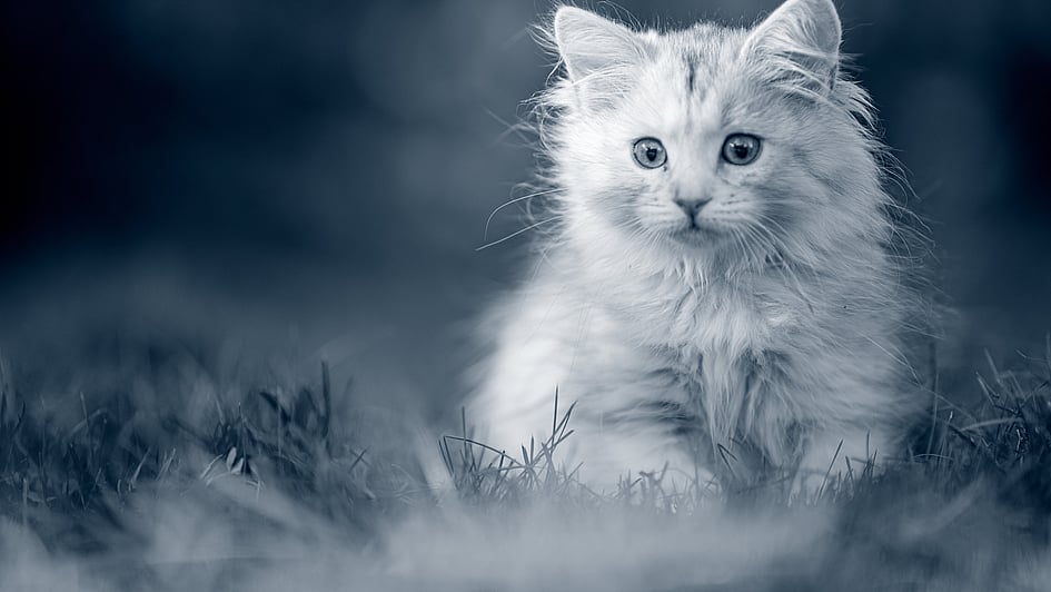Eine Katze, die im Gras sitzt.
