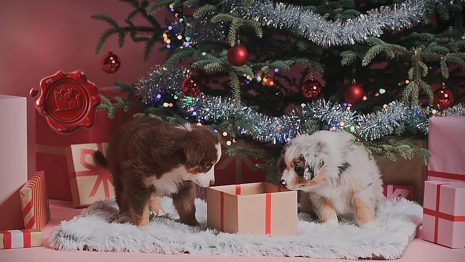 Zwei Welpen, die unter einem Weihnachtsbaum ein Geschenk betrachten.