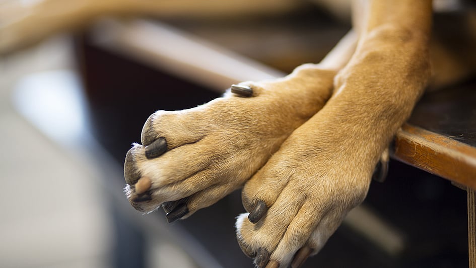 Nahaufnahme der Pfoten eines Hundes.