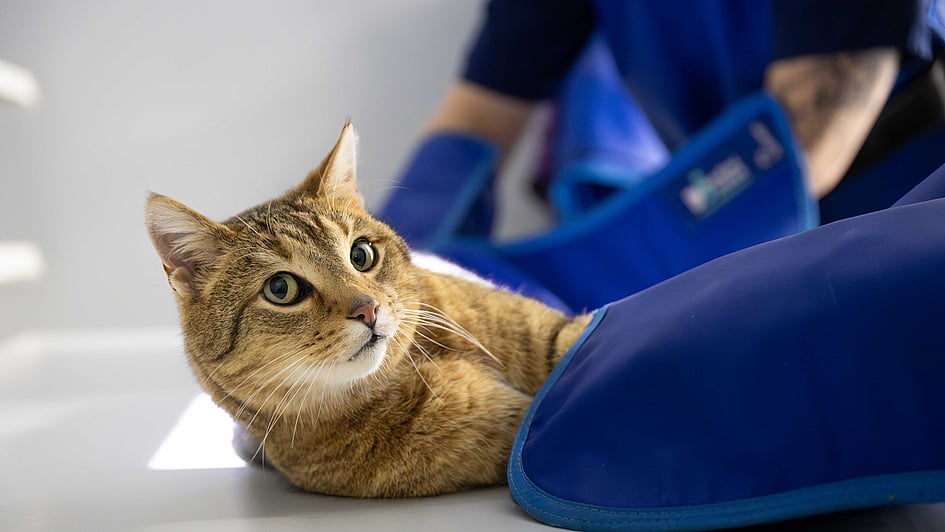 Eine Katze, die auf einem Tisch liegt.