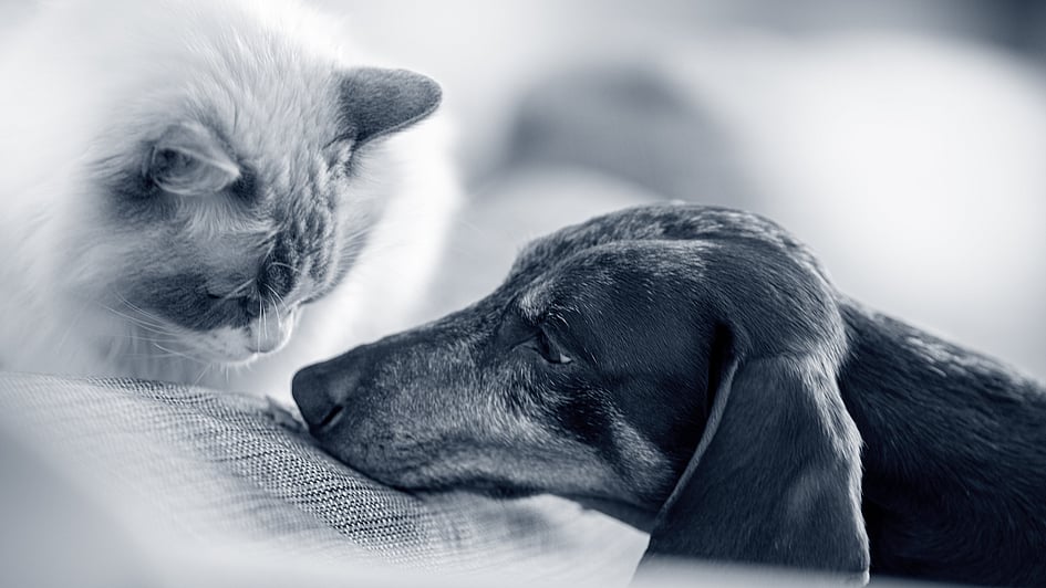 Eine Katze und ein Hund, die auf einer Couch liegen.