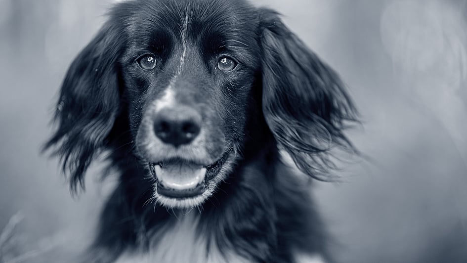 Ein Schwarz-Weiß-Foto eines Hundes.