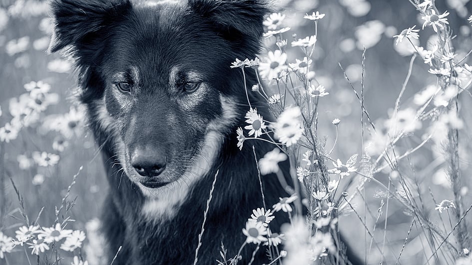 Ein Hund, der in einem Blumenfeld sitzt.