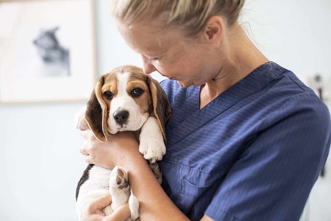 Eine Tierärztin hält einen jungen Beagle auf dem Arm. Sie lächelt ihn dabei an.
