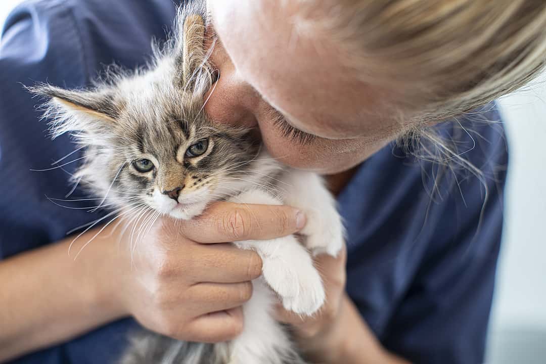 Eine Tierärztin hält eine Babykatze in den Händen und gibt ihr einen Kuss auf den Kopf.