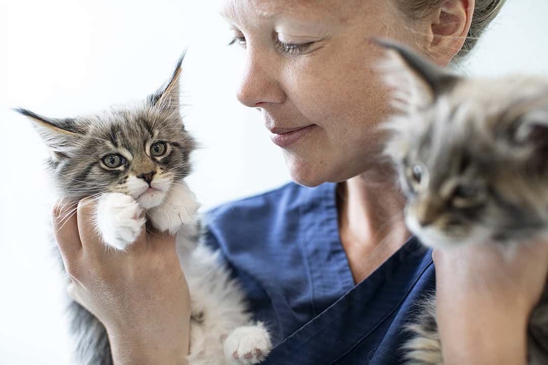 Eine Tierärztin hält zwei Babykatzen in ihren Händen und schaut sie sich an.