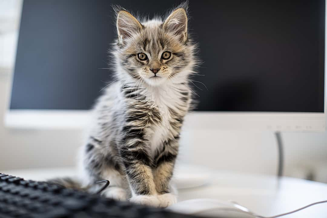 Eine gestreifte Babykatze sitzt auf einer Decke.