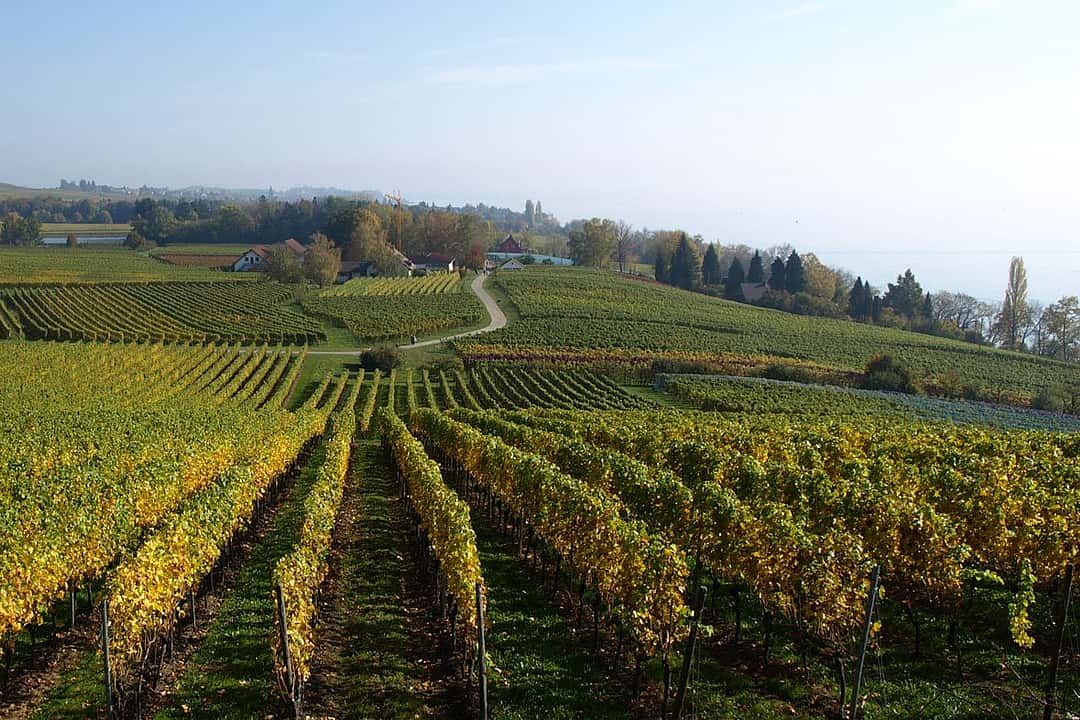 Ein schöner Ausblick auf Weinfelder.