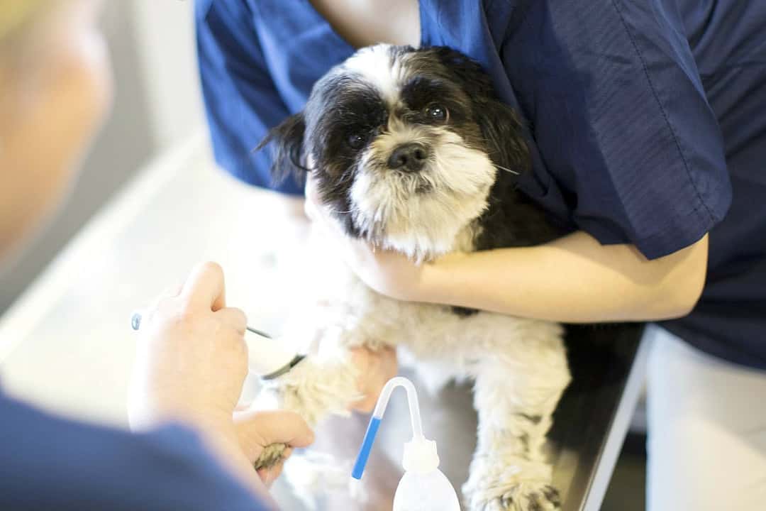 Ein kleiner Hund wird von einer Tierärztin festgehalten, während eine andere sein Vorderbein untersucht. Er ist ruhig und schaut hoch in die Kamera.