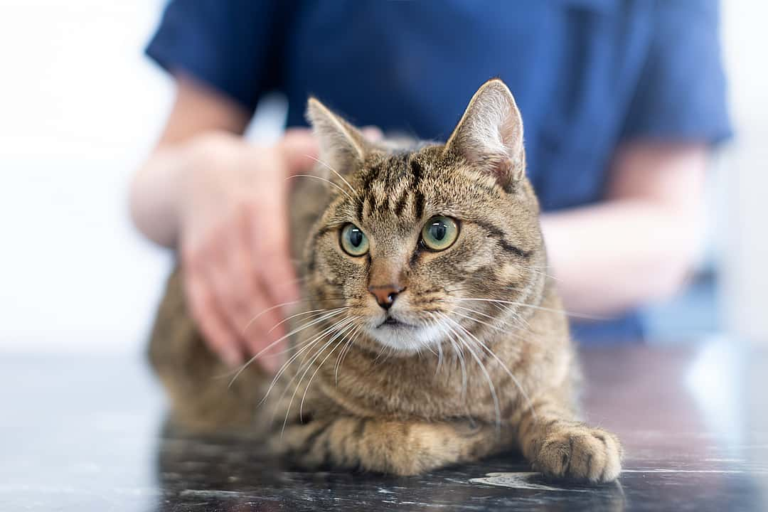 Eine Frau mit blondem Haar sitzt mit dem Rücken zur Kamera. Sie streichelt eine Katze, die vor ihr sitzt und sie anschaut.