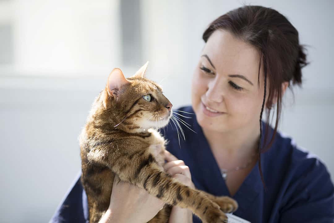 Eine Tierärztin hat eine Katze auf dem Arm und lächelt sie an.