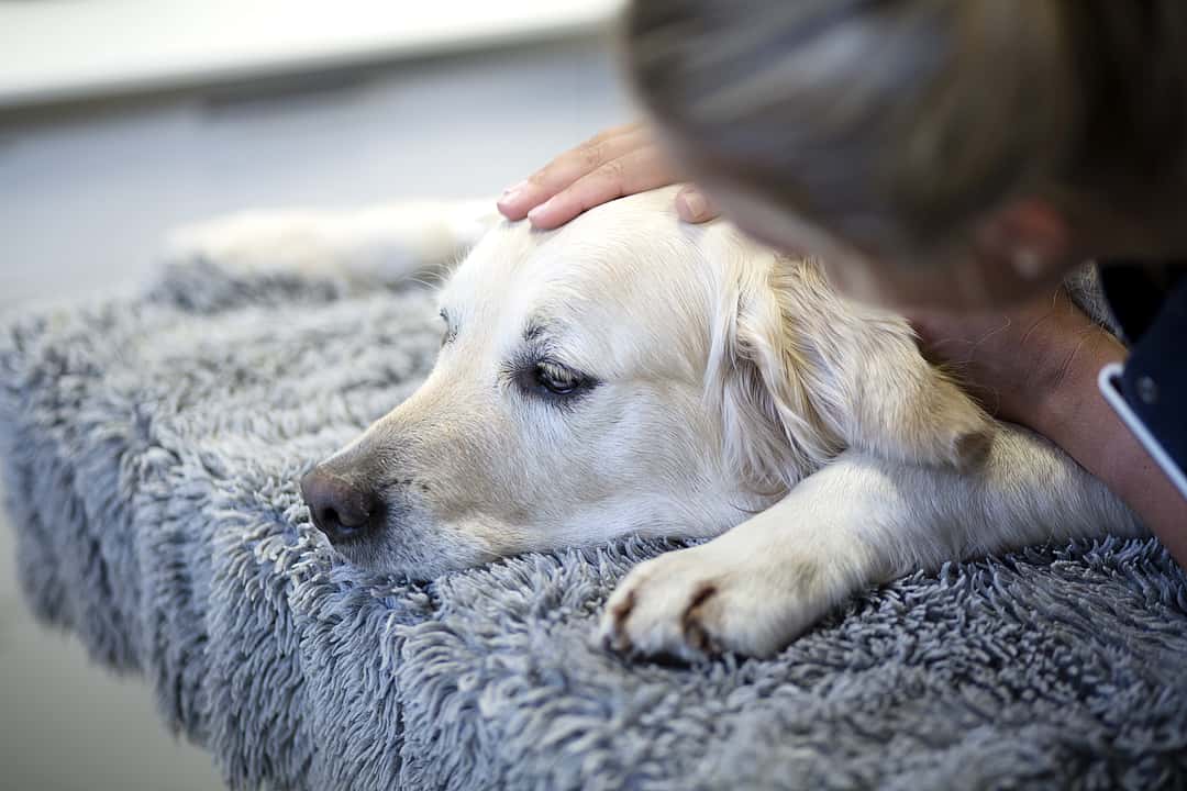 Ein Labrador liegt auf einem Teppich, während er von einer Tierpflegerin am Kopf gestreichelt wird.