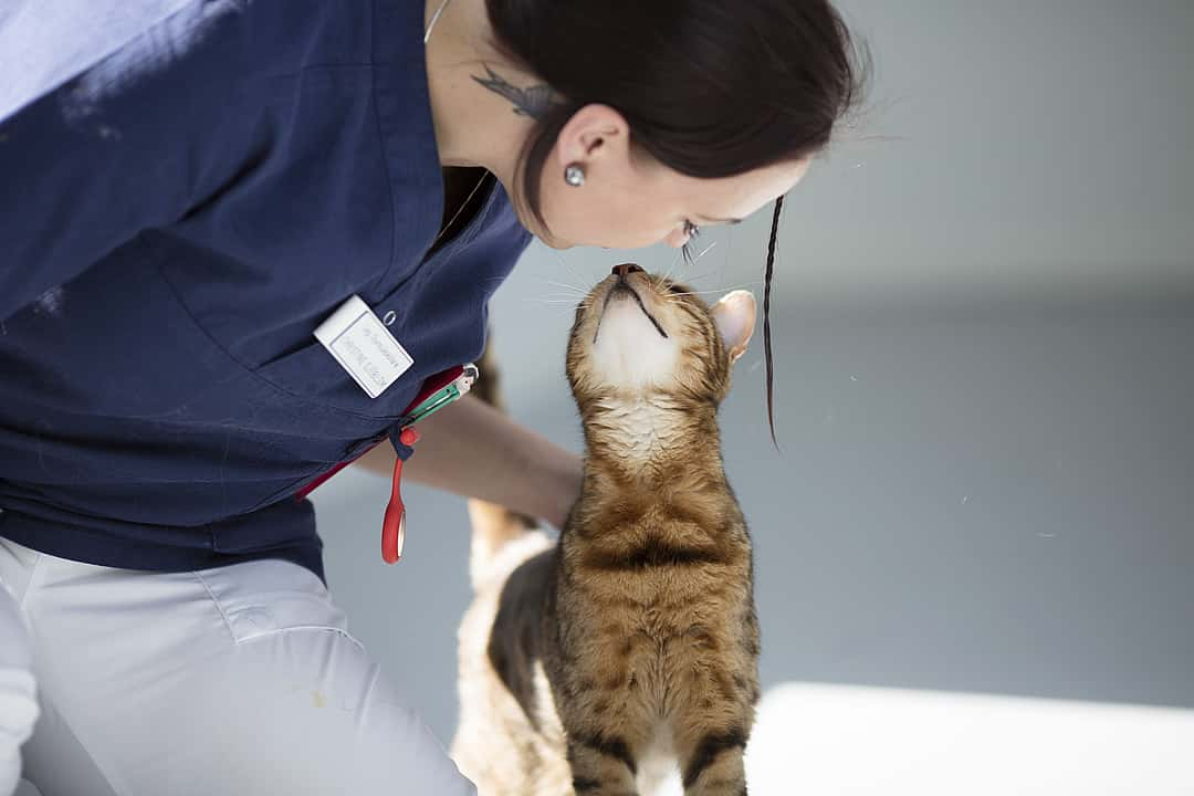 Eine Tierärztin hockt auf dem Boden und beugt sich zu einer Katze runter. Auch die Katze streckt sich zu ihr hoch und ihre Gesichter berühren sich fast.