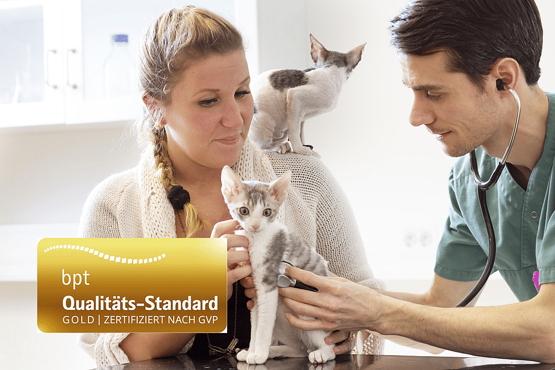 Eine Frau hat eine Babykatze auf der Schulter sitzen, während eine andere vor ihr sitzt. Diese wird von ihr gestreichelt und von einem Tierarzt gegenüber mit dem Stethoskop untersucht.