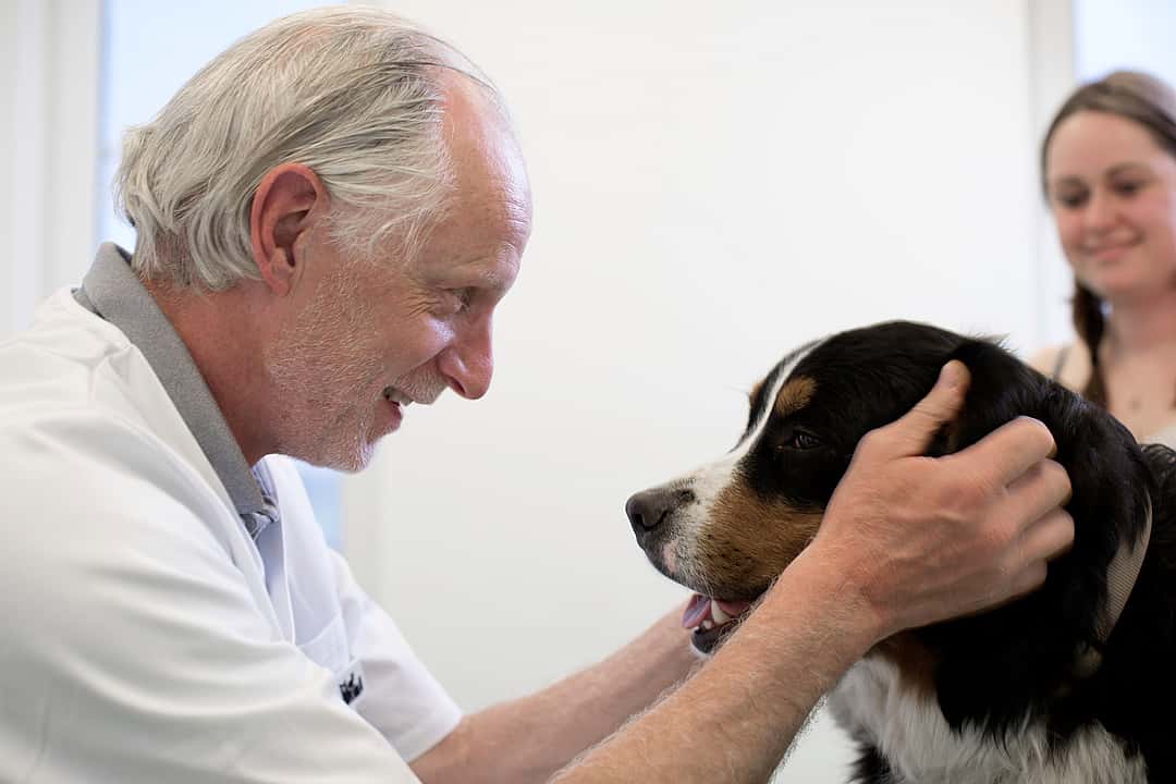 Ein Tierarzt hält den Kopf eines Berner Sennenhundes in den Händen. Sie schauen sich glücklich an.