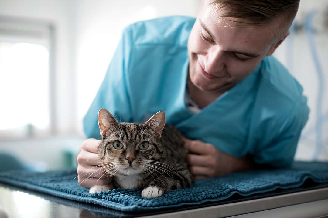 Ein Tierarzt lehnt sich über eine Katze auf die Liege und streichelt sie.
