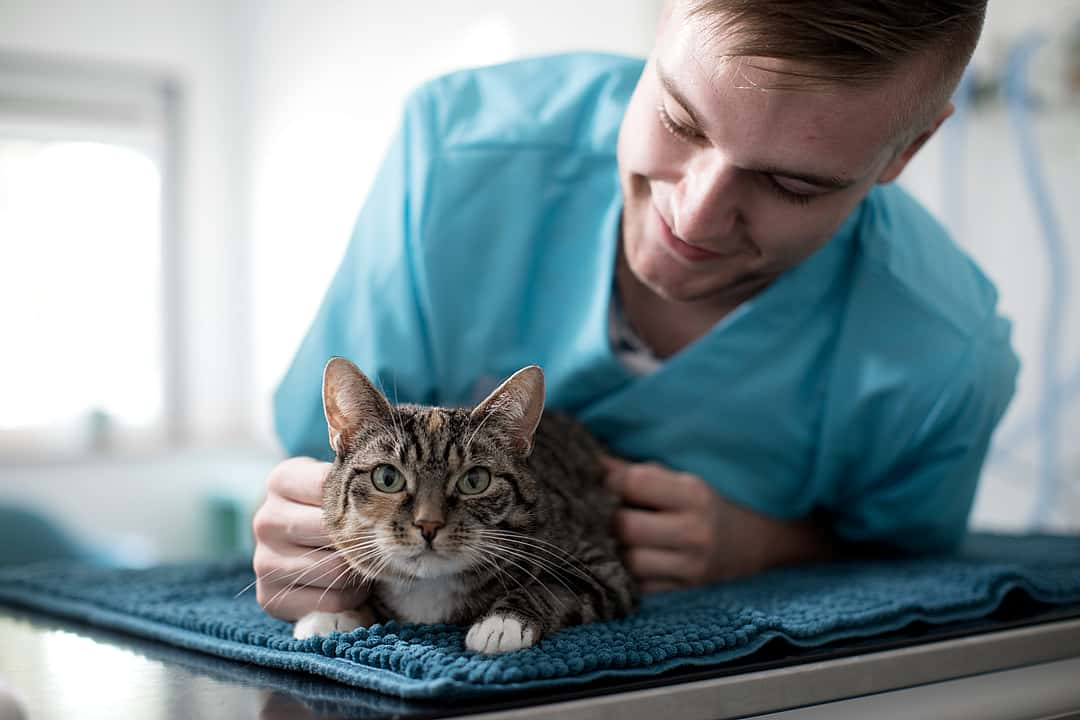 Ein Tierarzt lehnt sich über eine Katze auf die Liege und streichelt sie.