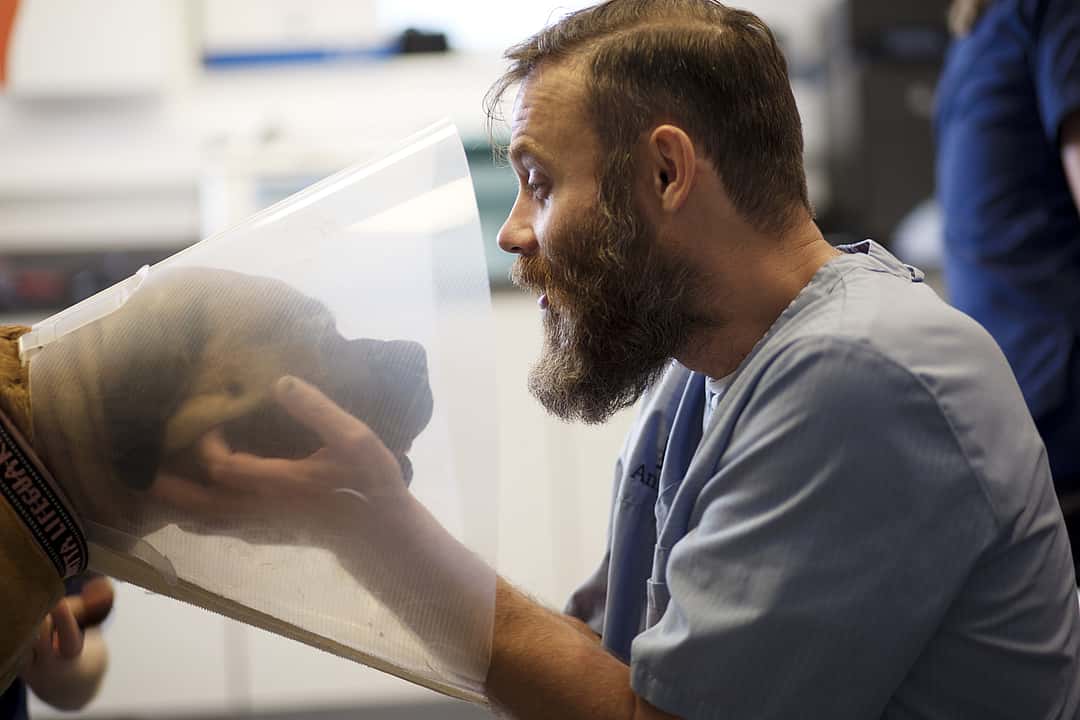 Ein Tierarzt krault einen Hund, der eine Halskrause trägt. Sie schauen sich dabei an und er redet mit ihm.