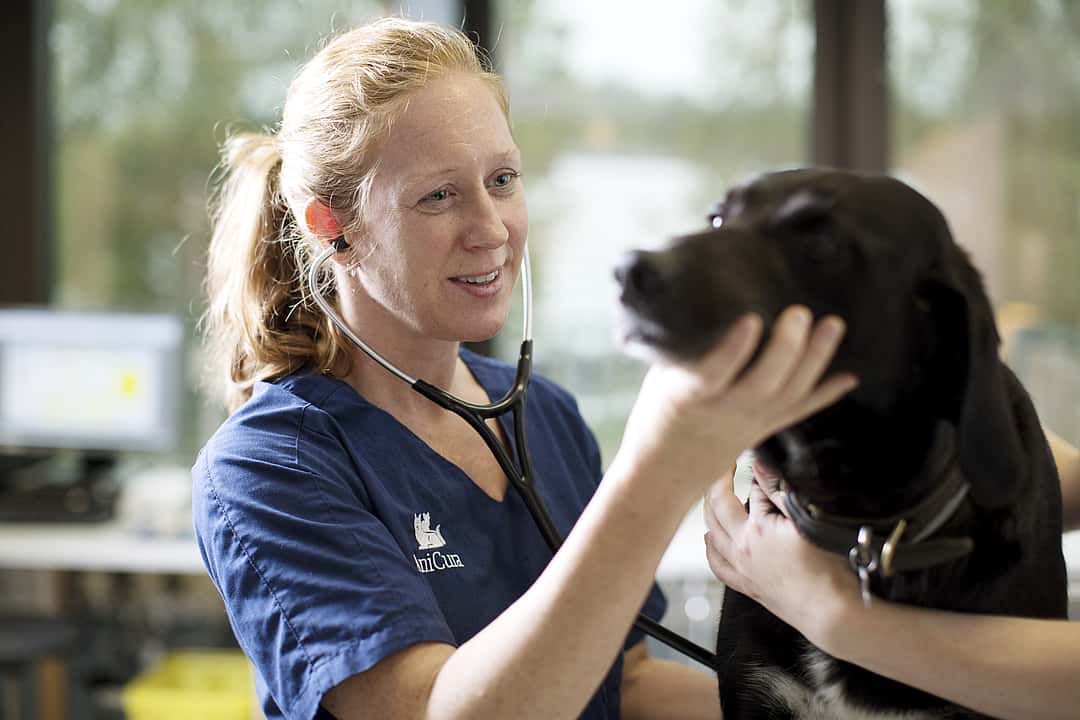 Eine Tierärztin hört mit einem Stethoskop einen schwarzen Labrador ab. Dabei hält sie seinen Kopf und lächelt ihn an.