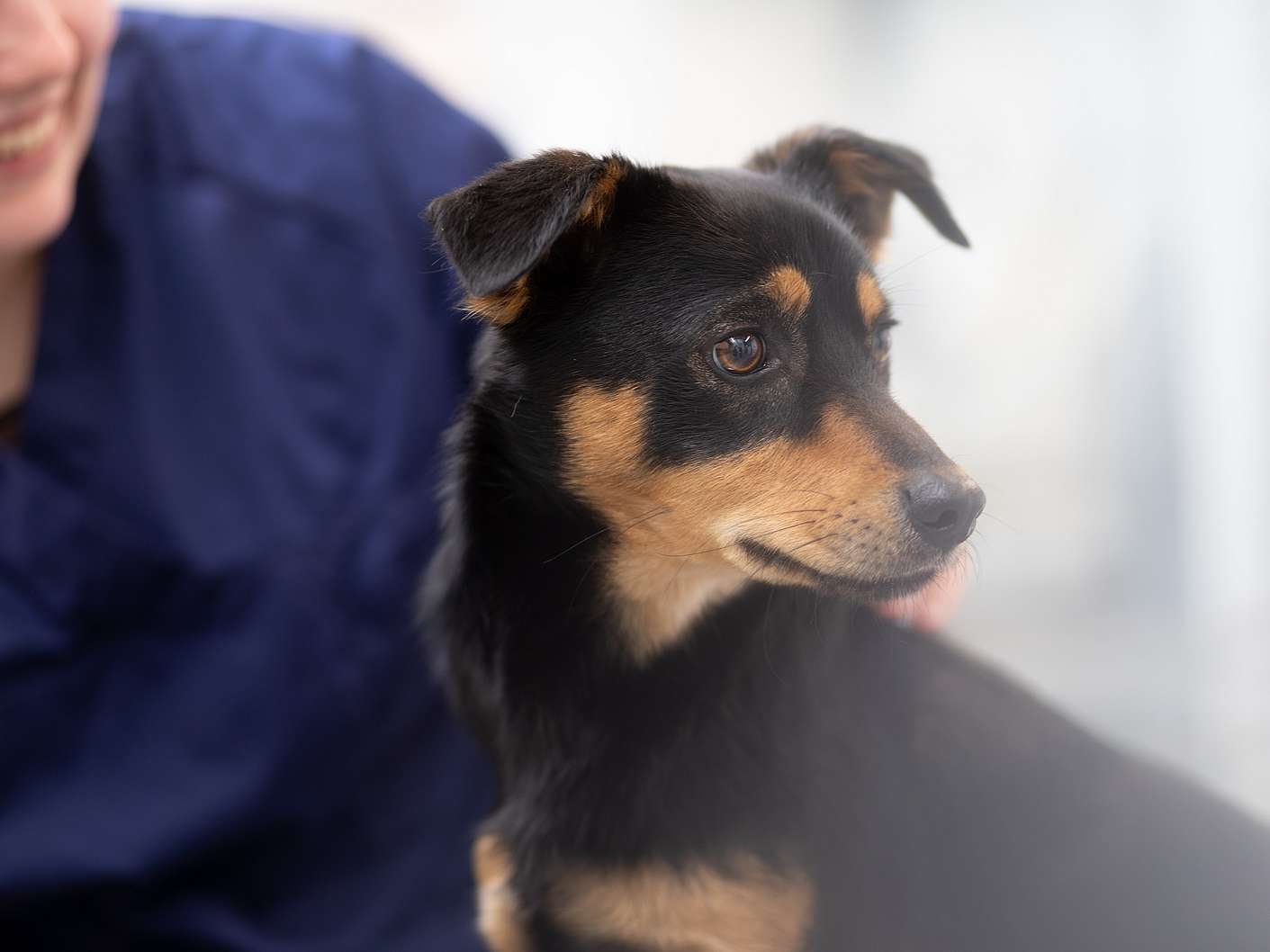 Ein Mann hält sein Gesicht nah vor einen Hund, lächelt ihn an und krault dabei seinen Kopf.