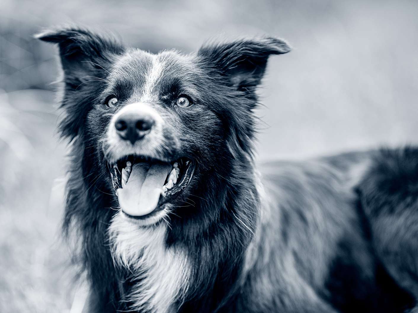 Ein Hund mit offenem Mund und leicht abgeknickten Ohren schaut nach oben.