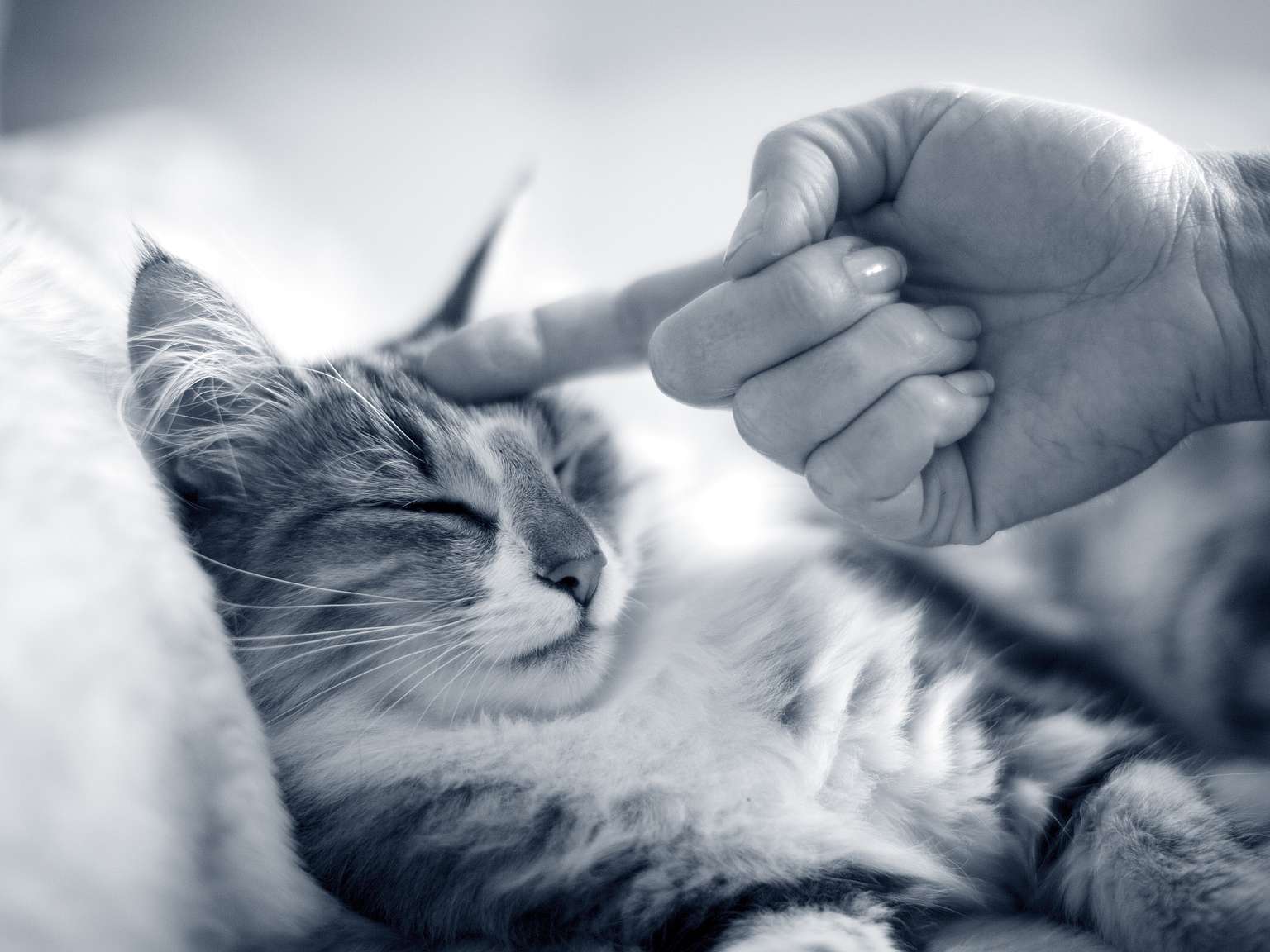 Mensch streichelt Katze