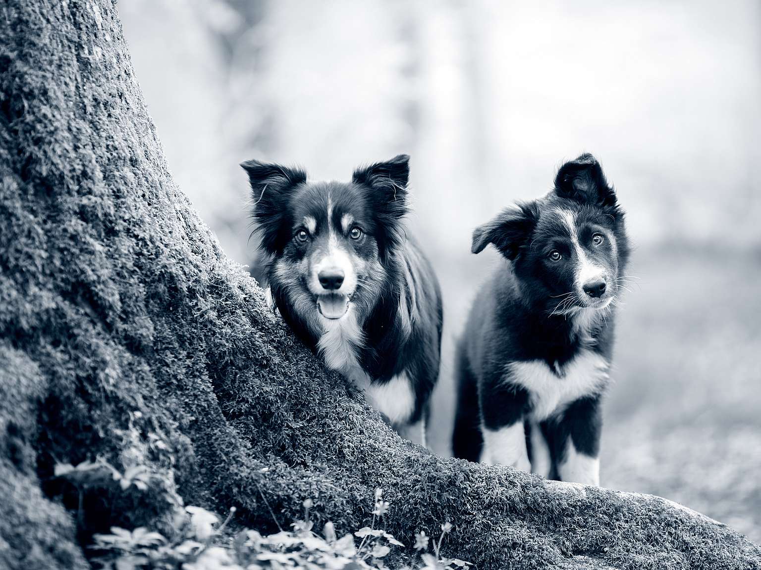 Zwei Hunde schauen in die Kamera