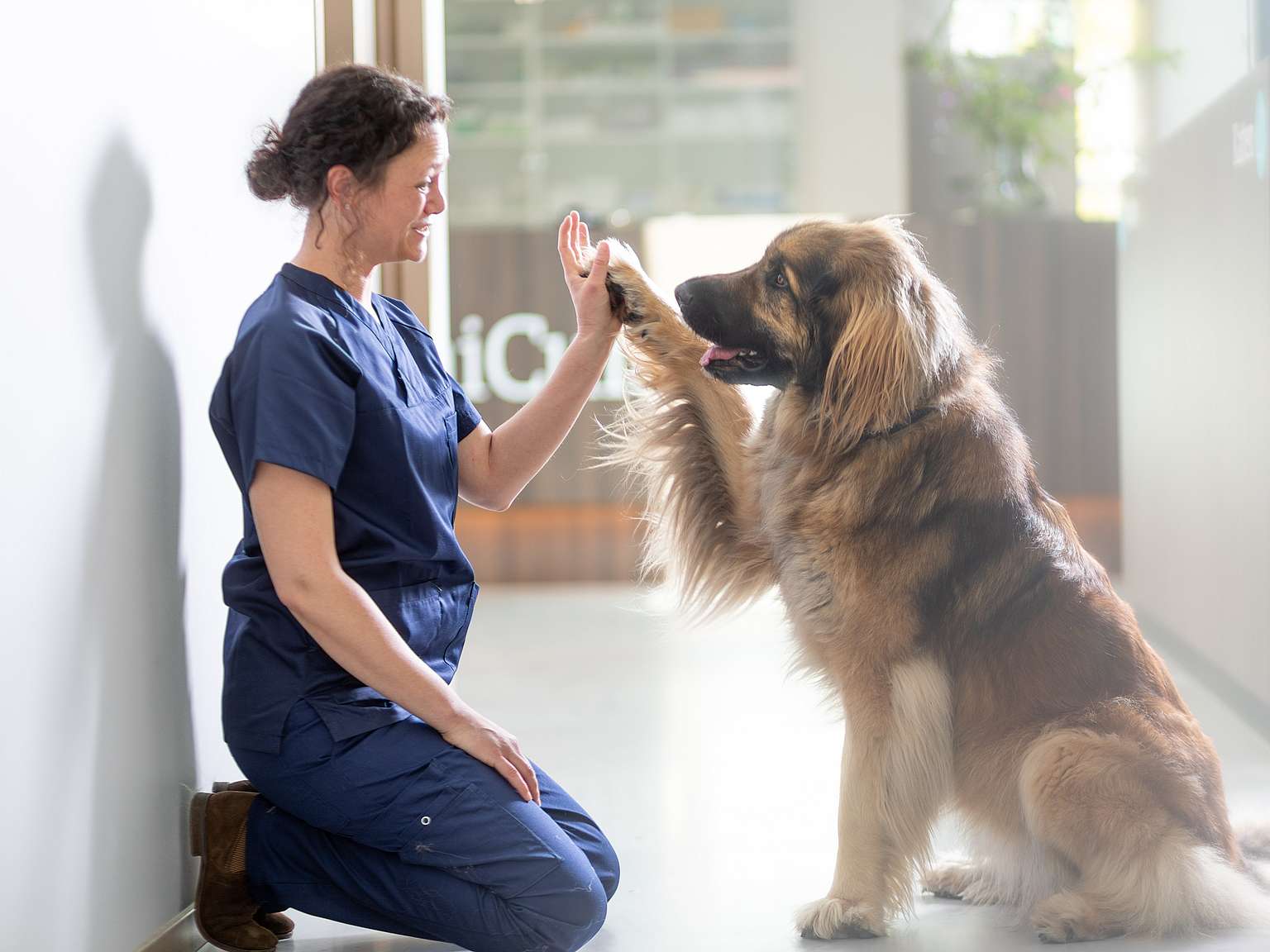 Eine Tierärztin ist in die Hocke gegangen. Sie und ein Hund geben sich ein High-Five.