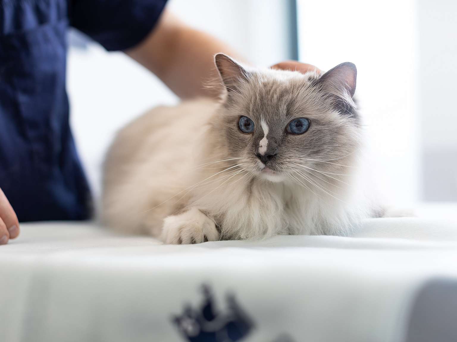 Katze auf Behandlungstisch mit AniCura-Decke