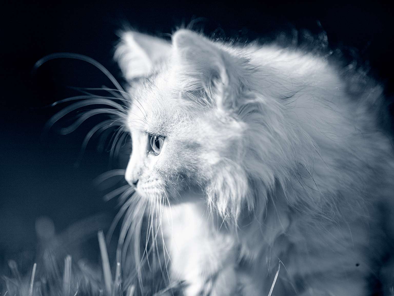 Eine Nahaufnahme einer weißen Katze. Sie sitzt im Gras und schaut zur Seite.