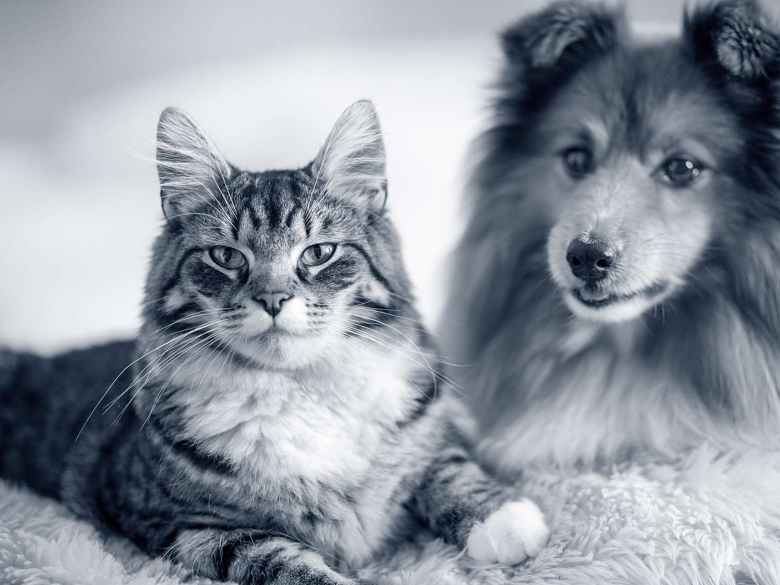 Katze und Hund