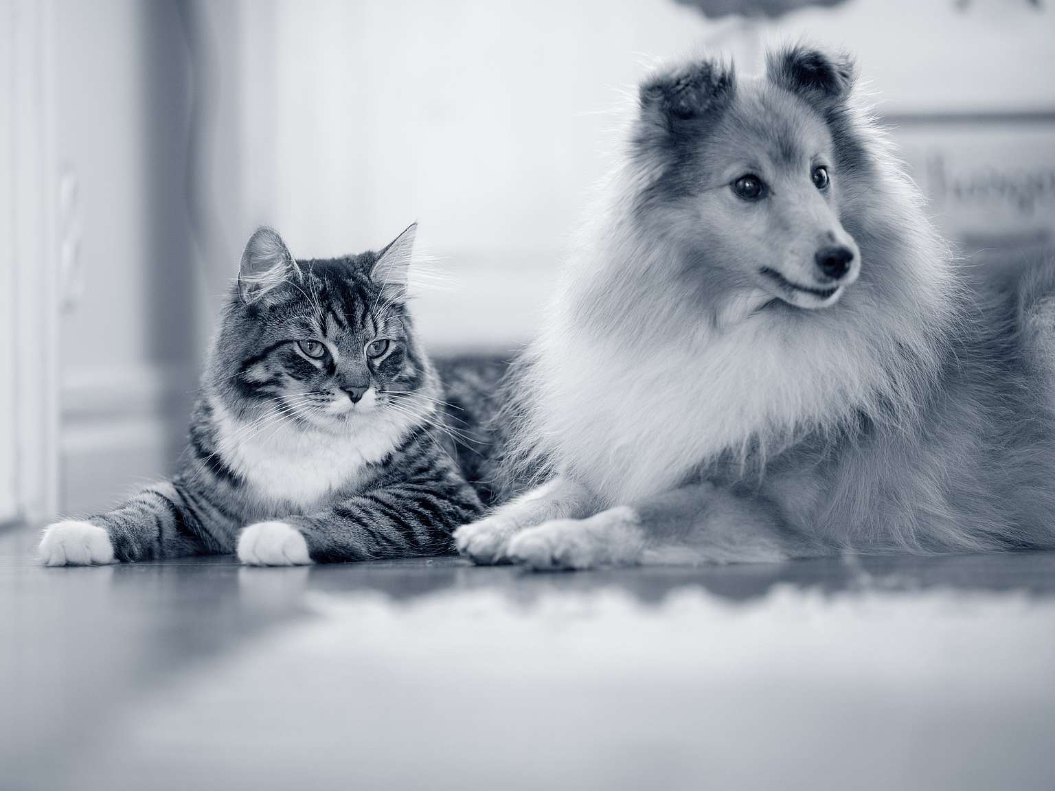 hund und katze