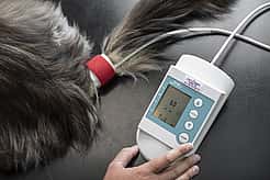 Der Blutdruck einer Katze wird gemessen.