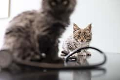 Zwei Babykatzen sitzen auf einem Tisch, neben ihnen ein Stethoskop. Fokus liegt auf der Katze im Hintergrund, während die vordere nur unscharf zu erkennen ist. Beide schauen in die Kamera.