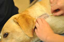 Ein Labrador bekommt eine Impfung an einer kahlen Stelle im Fell. Er liegt dabei ruhig.