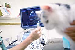 Es wird ein Ultraschall bei einer Katze durchgeführt. Sie sitzt dabei auf einer Liege.