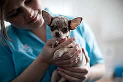 Eine Frau hält einen Chihuahua in ihren Händen und lächelt ihn an.