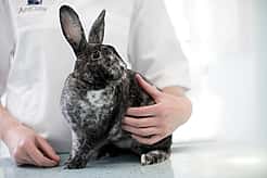 Ein schwarzes Kaninchen sitzt auf dem Tisch und wird von einem Tierpfleger gestreichelt.