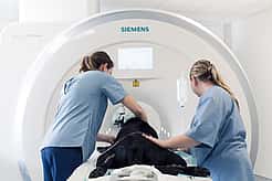Ein Hund wird von zwei Tierpflegerinnen in einen CT geschoben.