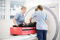 Ein Hund wird von zwei Tierpflegerinnen in den CT geschoben.