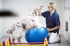 Ein Hund steht mit den Vorderbeinen auf einem Gymnastikball und versucht die Hand einer Tierpflegerin mit der Schnauze zu erreichen. Sie sitzt in der Hocke vor ihm und hält den Arm hoch.