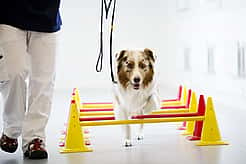 Ein Hund wird an der Leine über ein Parkour geführt.