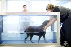 Ein Hund läuft in einem Wasserbecken auf einem Unterwasserlaufband. Vor dem Becken steht eine Tierpflegerin, die ihn dabei unterstützt.