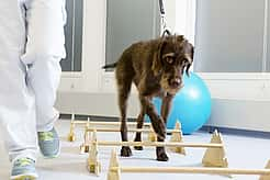 Ein Hund wird an der Leine über einen Parkour geführt.