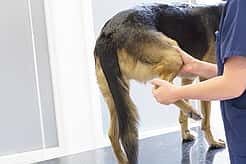 Das Hinterbein eines Hundes wird von einer Tierärztin untersucht.