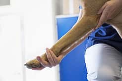 Eine Hand der Tierärztin streckt das Bein eines Hundes.