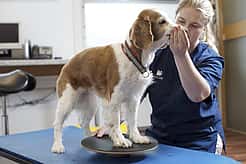 Tierärztin macht Balanceübungen mit einem Hund. Er steht mit den vorderen Beinen auf einem Balancier-Kreisel, während sie ihm an der Schnauze festhält.